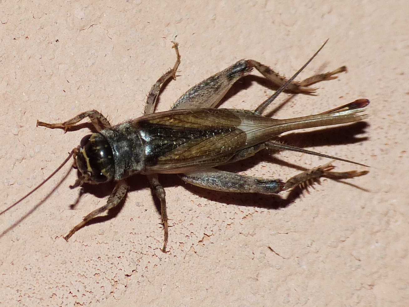 Femmina di Eumodicogryllus bordigalensis?